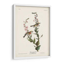 Pl. 59 Curruca De Caras De Castaño - John James Audubon | Cuadro decorativo de Canvas Lab