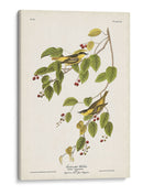 Pl. 60 Curruca Carbonatada - John James Audubon | Cuadro decorativo de Canvas Lab