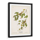 Pl. 60 Curruca Carbonatada - John James Audubon | Cuadro decorativo de Canvas Lab