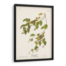 Pl. 60 Curruca Carbonatada - John James Audubon | Cuadro decorativo de Canvas Lab