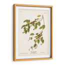 Pl. 60 Curruca Carbonatada - John James Audubon | Cuadro decorativo de Canvas Lab