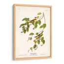 Pl. 60 Curruca Carbonatada - John James Audubon | Cuadro decorativo de Canvas Lab
