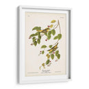 Pl. 60 Curruca Carbonatada - John James Audubon | Cuadro decorativo de Canvas Lab