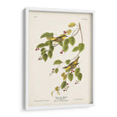 Pl. 60 Curruca Carbonatada - John James Audubon | Cuadro decorativo de Canvas Lab