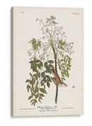 Pl. 63 Flycatcher De Ojos Blancos - John James Audubon | Cuadro decorativo de Canvas Lab