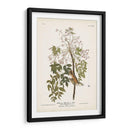 Pl. 63 Flycatcher De Ojos Blancos - John James Audubon | Cuadro decorativo de Canvas Lab
