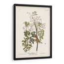 Pl. 63 Flycatcher De Ojos Blancos - John James Audubon | Cuadro decorativo de Canvas Lab