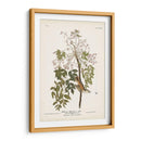 Pl. 63 Flycatcher De Ojos Blancos - John James Audubon | Cuadro decorativo de Canvas Lab