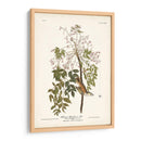 Pl. 63 Flycatcher De Ojos Blancos - John James Audubon | Cuadro decorativo de Canvas Lab