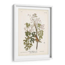 Pl. 63 Flycatcher De Ojos Blancos - John James Audubon | Cuadro decorativo de Canvas Lab