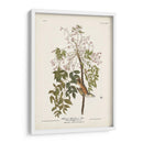 Pl. 63 Flycatcher De Ojos Blancos - John James Audubon | Cuadro decorativo de Canvas Lab