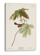 Pl. 64 Gorrión De Pantano - John James Audubon | Cuadro decorativo de Canvas Lab