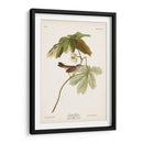 Pl. 64 Gorrión De Pantano - John James Audubon | Cuadro decorativo de Canvas Lab
