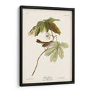 Pl. 64 Gorrión De Pantano - John James Audubon | Cuadro decorativo de Canvas Lab
