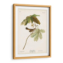Pl. 64 Gorrión De Pantano - John James Audubon | Cuadro decorativo de Canvas Lab