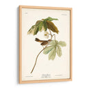 Pl. 64 Gorrión De Pantano - John James Audubon | Cuadro decorativo de Canvas Lab