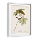 Pl. 64 Gorrión De Pantano - John James Audubon | Cuadro decorativo de Canvas Lab