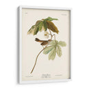 Pl. 64 Gorrión De Pantano - John James Audubon | Cuadro decorativo de Canvas Lab