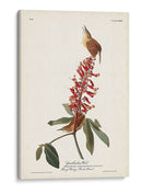 Pl. 78 Gran Carolina Wren - John James Audubon | Cuadro decorativo de Canvas Lab