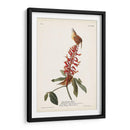 Pl. 78 Gran Carolina Wren - John James Audubon | Cuadro decorativo de Canvas Lab