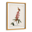 Pl. 78 Gran Carolina Wren - John James Audubon | Cuadro decorativo de Canvas Lab