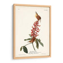 Pl. 78 Gran Carolina Wren - John James Audubon | Cuadro decorativo de Canvas Lab