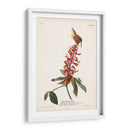 Pl. 78 Gran Carolina Wren - John James Audubon | Cuadro decorativo de Canvas Lab