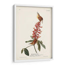 Pl. 78 Gran Carolina Wren - John James Audubon | Cuadro decorativo de Canvas Lab
