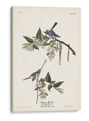 Pl. 84 Bluegrey Flycatcher - John James Audubon | Cuadro decorativo de Canvas Lab