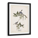 Pl. 84 Bluegrey Flycatcher - John James Audubon | Cuadro decorativo de Canvas Lab
