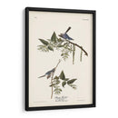 Pl. 84 Bluegrey Flycatcher - John James Audubon | Cuadro decorativo de Canvas Lab