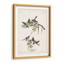 Pl. 84 Bluegrey Flycatcher - John James Audubon | Cuadro decorativo de Canvas Lab