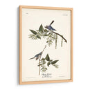 Pl. 84 Bluegrey Flycatcher - John James Audubon | Cuadro decorativo de Canvas Lab