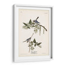 Pl. 84 Bluegrey Flycatcher - John James Audubon | Cuadro decorativo de Canvas Lab