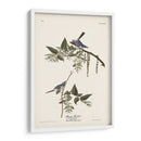 Pl. 84 Bluegrey Flycatcher - John James Audubon | Cuadro decorativo de Canvas Lab