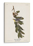 Pl. 85 Curruca De Garganta Amarilla - John James Audubon | Cuadro decorativo de Canvas Lab