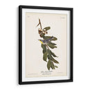Pl. 85 Curruca De Garganta Amarilla - John James Audubon | Cuadro decorativo de Canvas Lab