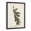 Pl. 85 Curruca De Garganta Amarilla - John James Audubon | Cuadro decorativo de Canvas Lab
