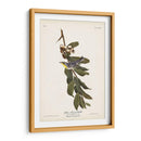 Pl. 85 Curruca De Garganta Amarilla - John James Audubon | Cuadro decorativo de Canvas Lab
