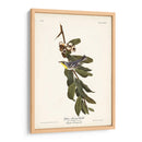 Pl. 85 Curruca De Garganta Amarilla - John James Audubon | Cuadro decorativo de Canvas Lab