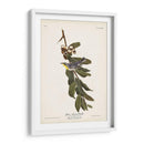 Pl. 85 Curruca De Garganta Amarilla - John James Audubon | Cuadro decorativo de Canvas Lab