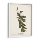 Pl. 85 Curruca De Garganta Amarilla - John James Audubon | Cuadro decorativo de Canvas Lab