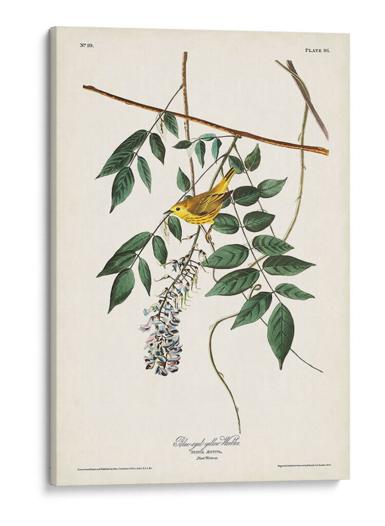 Pl. 95 Curruca Amarilla De Ojos Azules - John James Audubon | Cuadro decorativo de Canvas Lab