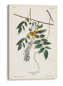 Pl. 95 Curruca Amarilla De Ojos Azules - John James Audubon | Cuadro decorativo de Canvas Lab