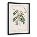 Pl. 95 Curruca Amarilla De Ojos Azules - John James Audubon | Cuadro decorativo de Canvas Lab