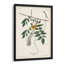 Pl. 95 Curruca Amarilla De Ojos Azules - John James Audubon | Cuadro decorativo de Canvas Lab