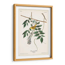 Pl. 95 Curruca Amarilla De Ojos Azules - John James Audubon | Cuadro decorativo de Canvas Lab