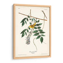 Pl. 95 Curruca Amarilla De Ojos Azules - John James Audubon | Cuadro decorativo de Canvas Lab