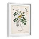Pl. 95 Curruca Amarilla De Ojos Azules - John James Audubon | Cuadro decorativo de Canvas Lab
