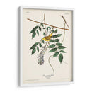 Pl. 95 Curruca Amarilla De Ojos Azules - John James Audubon | Cuadro decorativo de Canvas Lab